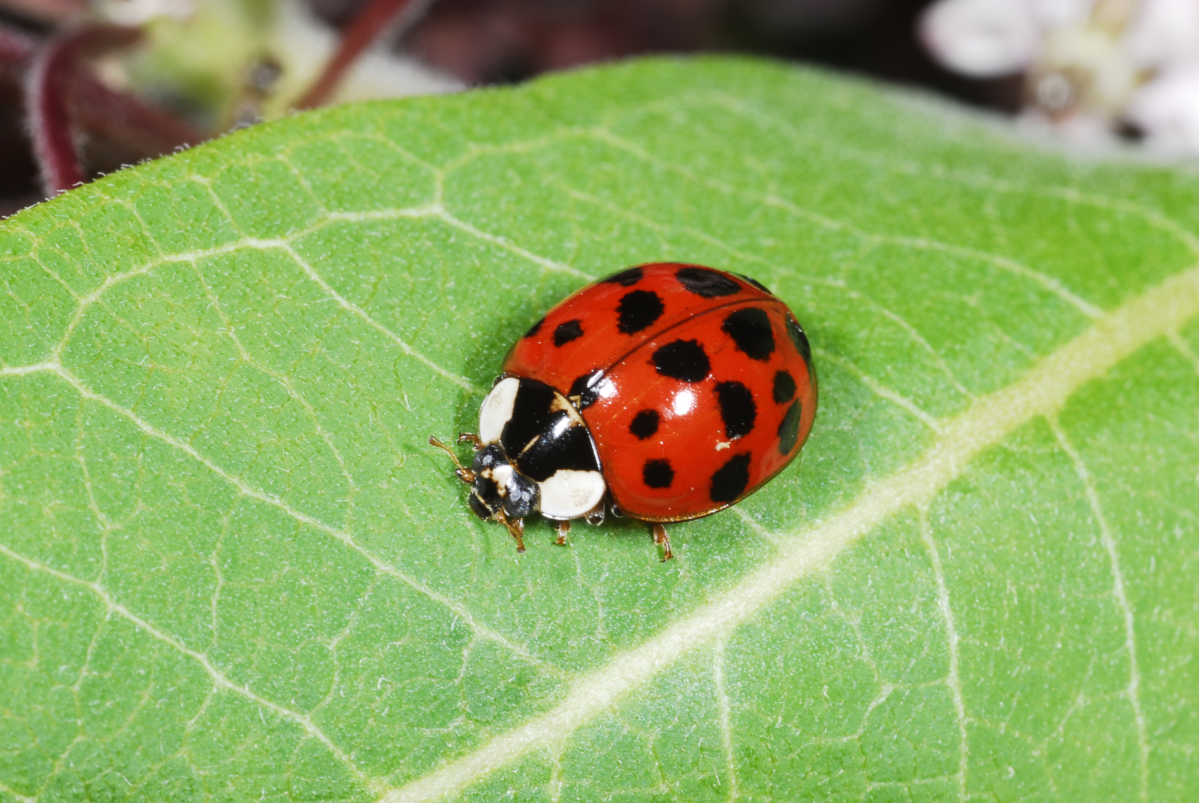 Asian multicolored lady beetle infestation