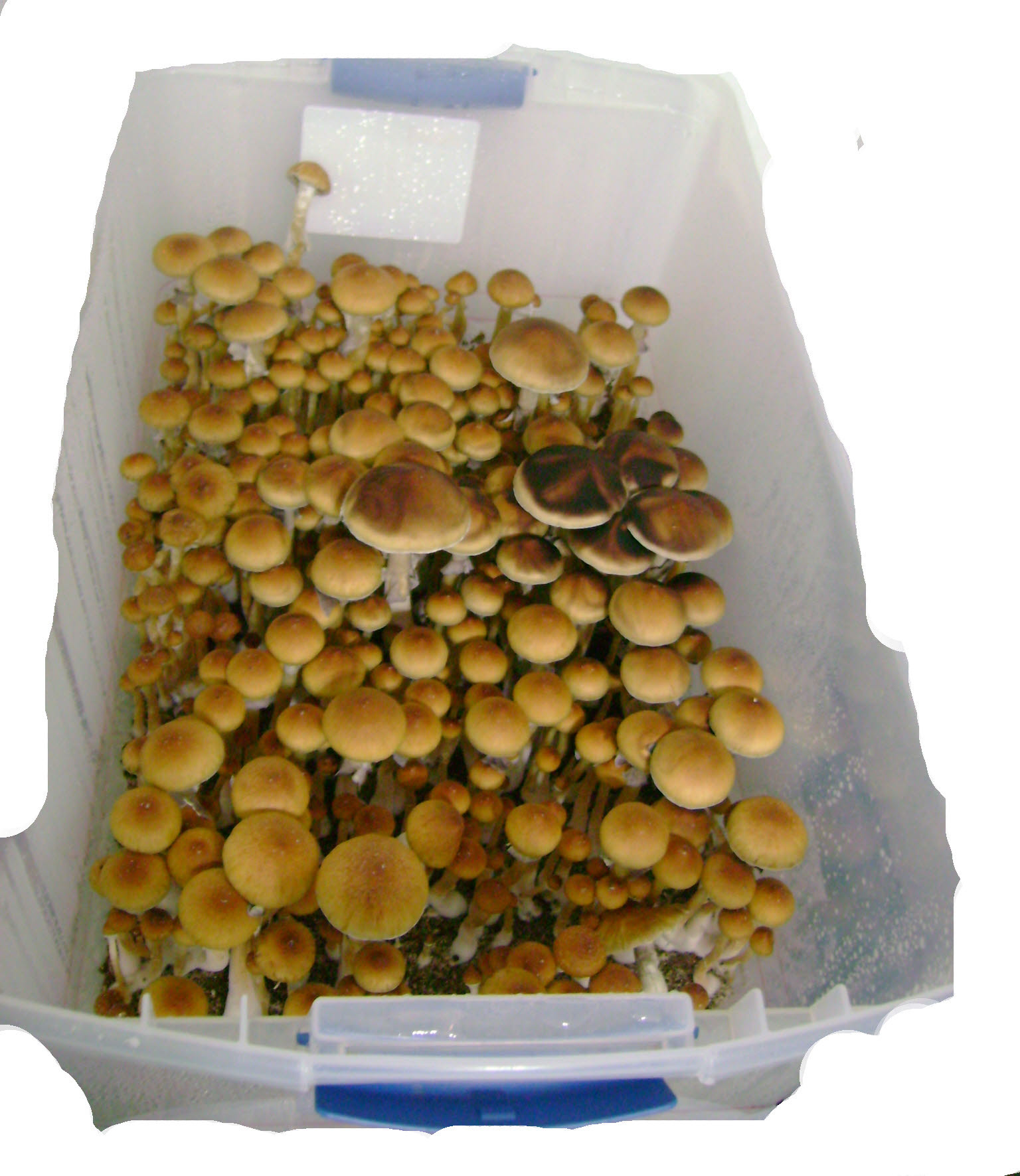 Aqua reccomend lets grow magic mushrooms sterile innoculation
