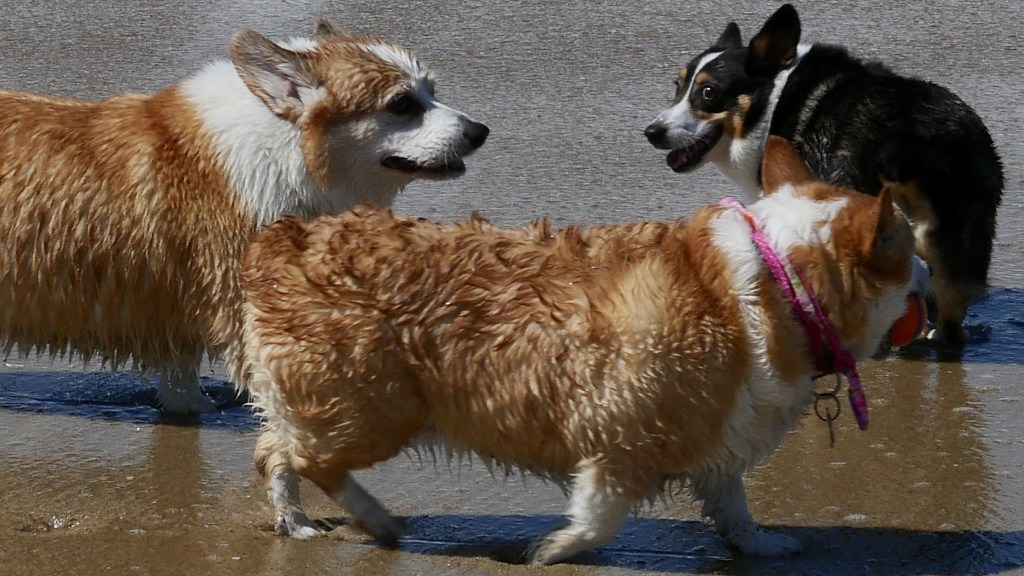 Snickers recommend best of daddy bred corgi gets second tiny