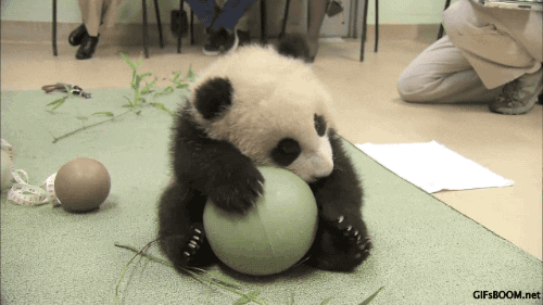 best of Freaky shayde panda meets