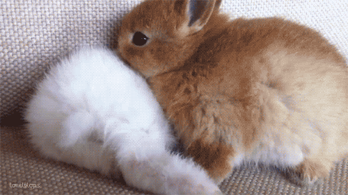 Buzz A. reccomend cute bunny nose play